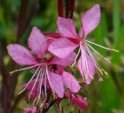 Siskyou Pink Gaura, Apple Blossom Grass, Wand Flower, Lindheimer's Bee Blossom, Oenothera lindheimerii 'Siskyou Pink', Gaura lindheimerii 'Siskyou Pink'